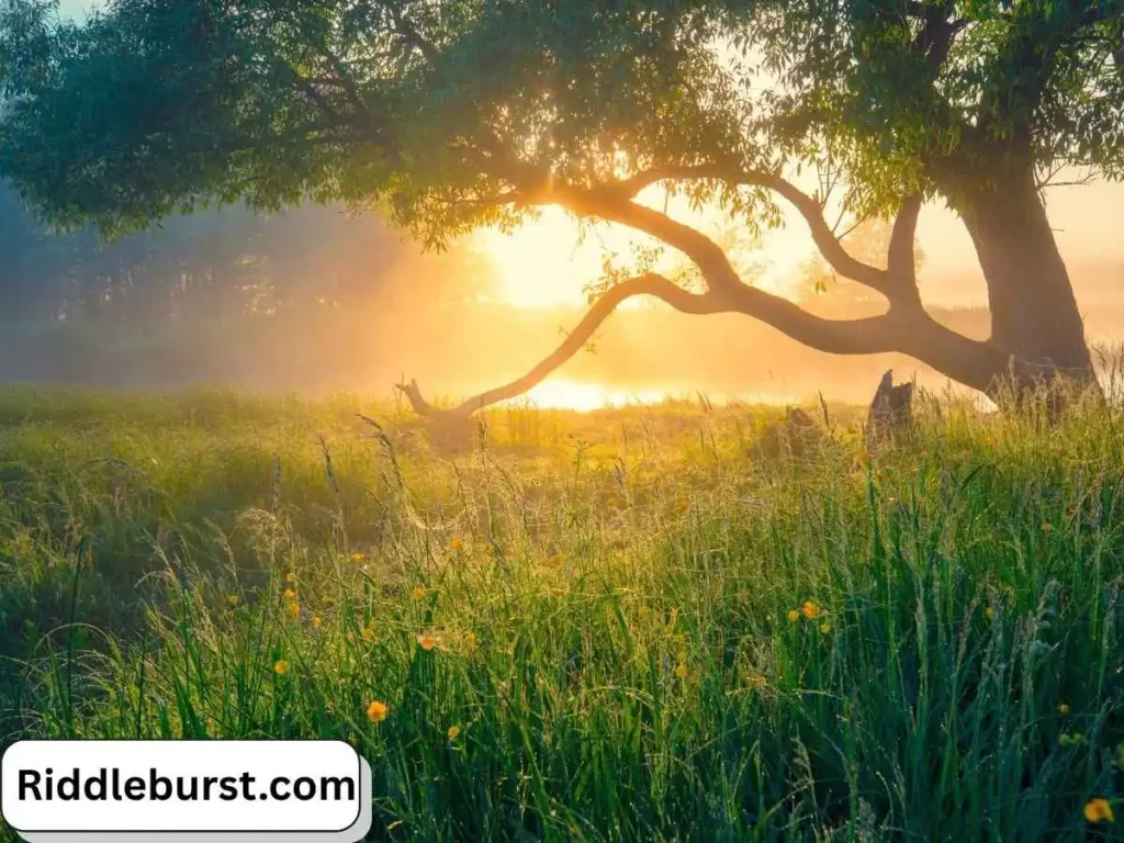 Summer Nature Riddles